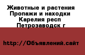 Животные и растения Пропажи и находки. Карелия респ.,Петрозаводск г.